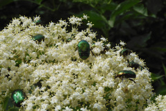 8.6.: Blüte mit Insekten-Gästen