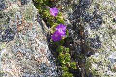 13.6.: Frühling auch über 2000 Meter