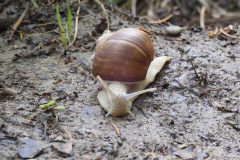 25.6.: Schnecke, auch am Uetliberg unterwegs
