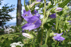 21.6.: Blüten