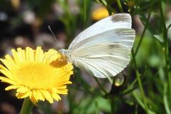 11.7.: Kohlweissling besucht Blüte