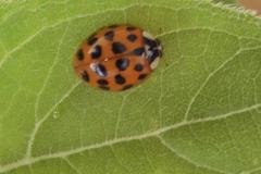 14.7.: Balkonbesuch