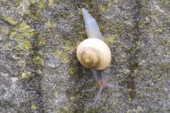 16.7.: schneckenfreundliches Sommerwetter