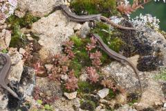 17.7.: Eidechsen, Wasserflue