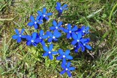 22.7.: Blumenwiese