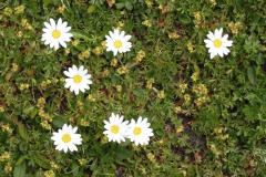 22.7.: Blumenwiese