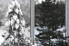 17.1.: Baumvergleich mit und ohne Schnee