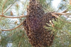 19.5.: Bienenschwarm