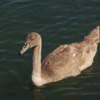41_4175-pp