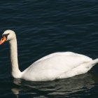 43_4180-pp